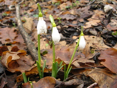 Galanthus angustifolius