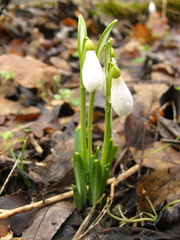 Galanthus angustifolius