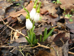 Galanthus angustifolius