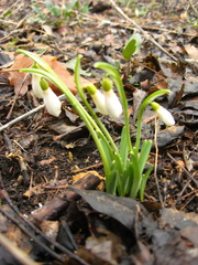 Galanthus angustifolius
