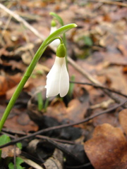 Galanthus angustifolius