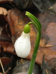Galanthus angustifolius