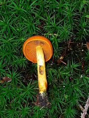 Cortinarius malicorius