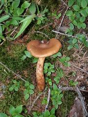Cortinarius rubellus