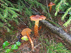 Cortinarius rubellus