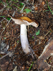 Cortinarius stillatitius