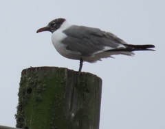 Leucophaeus atricilla