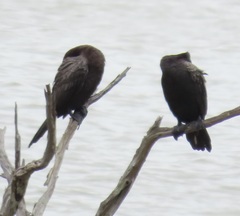 Nannopterum brasilianum