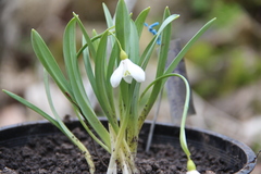 Galanthus alpinus