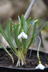 Galanthus alpinus