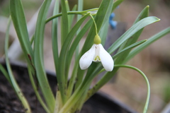 Galanthus alpinus