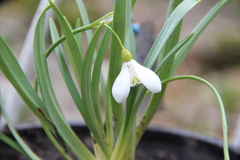 Galanthus alpinus