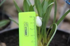 Galanthus alpinus