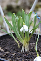 Galanthus alpinus