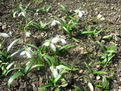 Galanthus lagodechianus