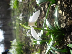 Galanthus lagodechianus