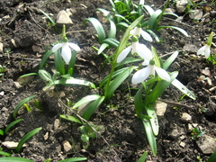 Galanthus lagodechianus