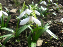 Galanthus lagodechianus