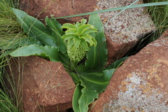 Eucomis autumnalis clavata