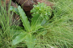 Eucomis autumnalis clavata