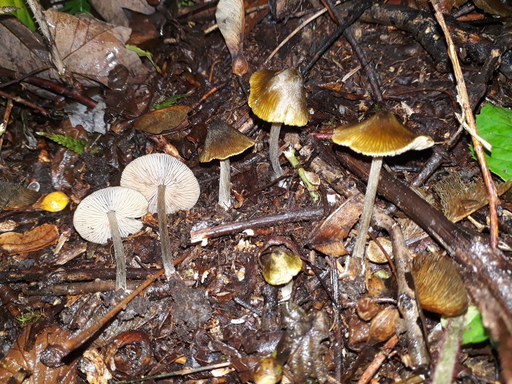 Entoloma versatile