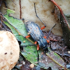 Carabus galicianus