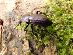 Carabus arvensis