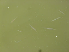 Dermogenys siamensis