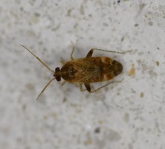 Hamatophylus guttulosus