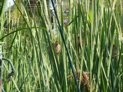 Ploceus philippinus