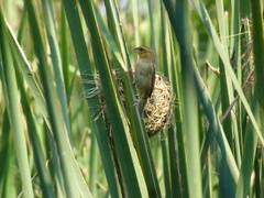 Ploceus philippinus