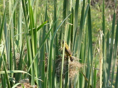 Ploceus philippinus