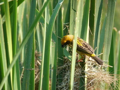 Ploceus philippinus