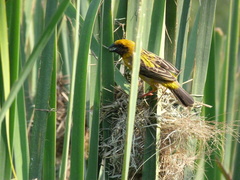 Ploceus philippinus