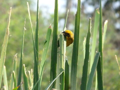 Ploceus philippinus