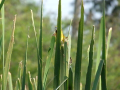 Ploceus philippinus