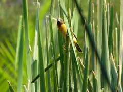 Ploceus philippinus
