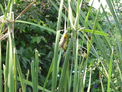 Ploceus philippinus