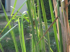 Ploceus philippinus