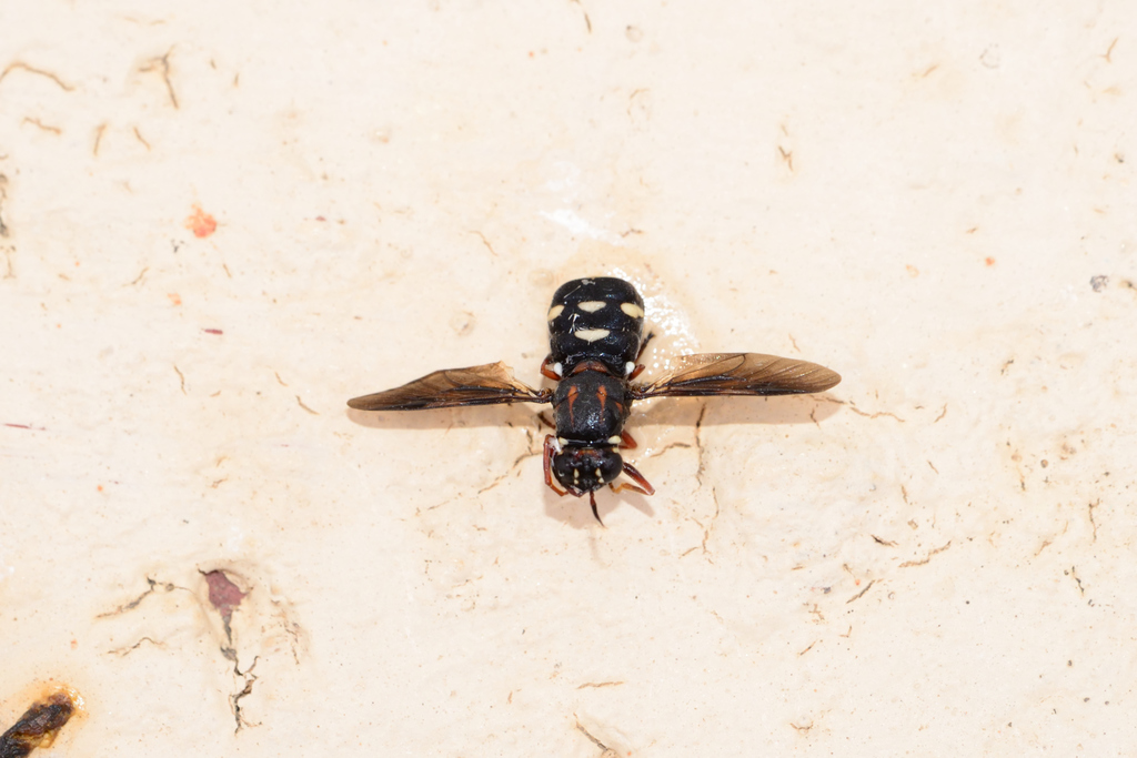 Pselaphomyia