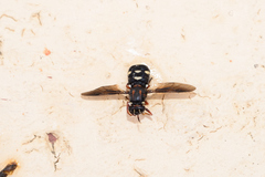 Pselaphomyia nigripennis