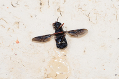 Pselaphomyia nigripennis