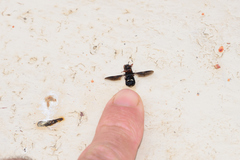 Pselaphomyia nigripennis