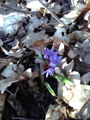 Scilla vindobonensis