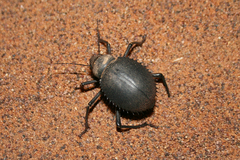 Prionotheca coronata