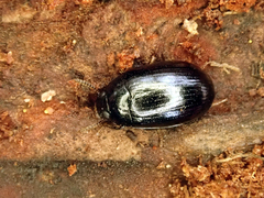 Platydema violacea