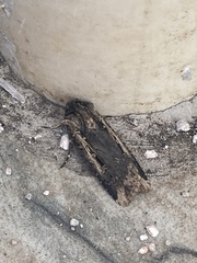 Cryptaspasma