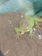 Iguana