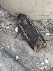 Cryptaspasma