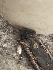 Cryptaspasma